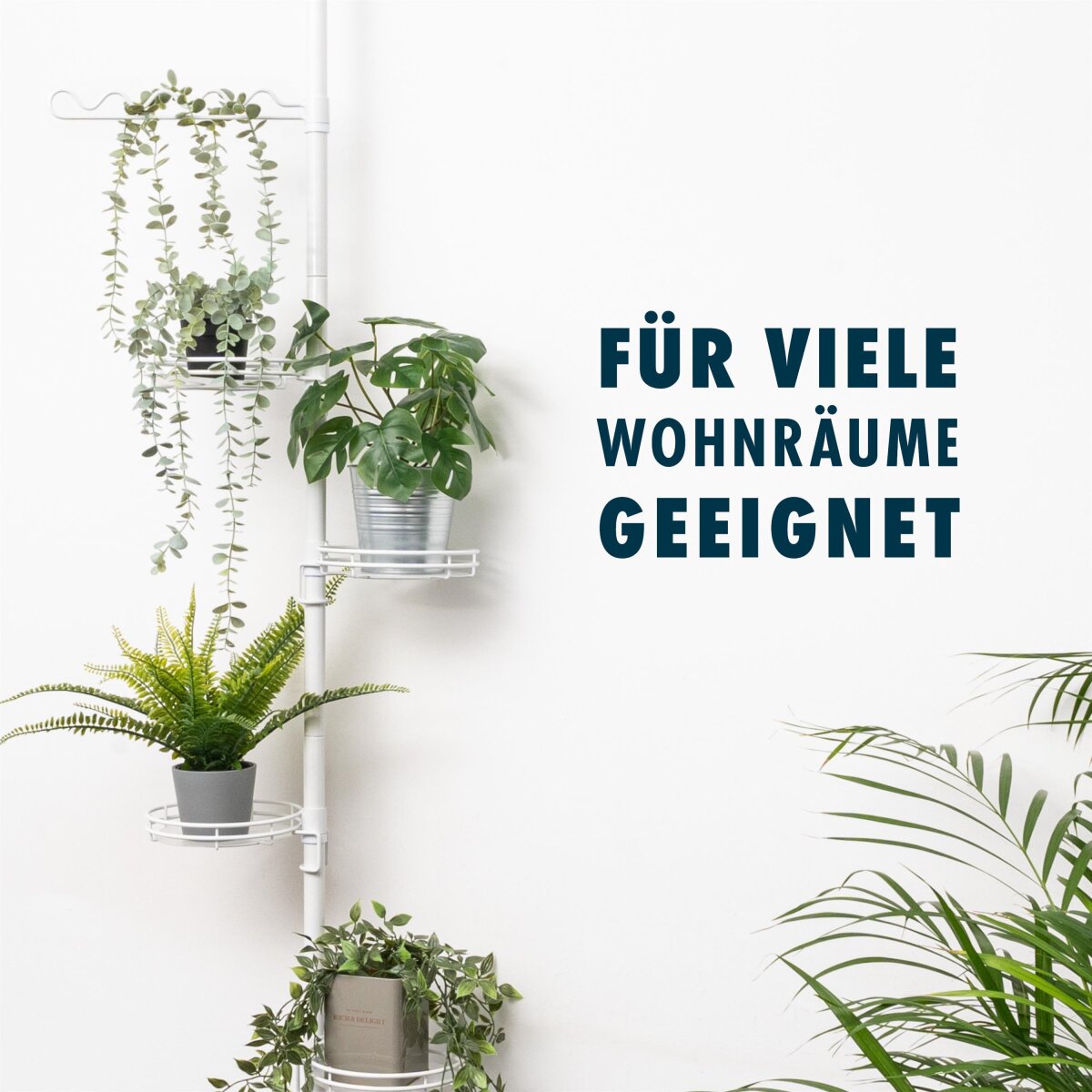 buntblttrige zimmerpflanzen Zamioculcas Lucky White  Buntblttrige Pflanze  Monjungle